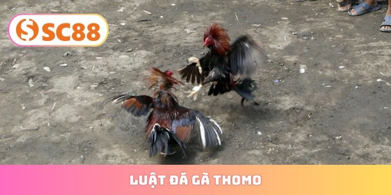 luật đá gà thomo